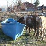 Balıkçı teknesi ineklerin su ihtiyacını karşılıyor