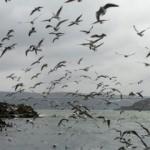 Meteoroloji uyardı! İkisi birden geliyor