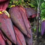 Muz çiçeğinin faydaları nelerdir? Yoğurtla beraber muz çiçeği yerseniz...