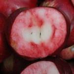 Posof’un içi dışı kırmızı elması tescillendi