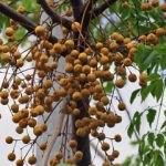 Tesbih ağacı yağının saça faydaları nelerdir? Nasıl kullanılır?