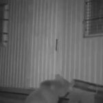 Trabzonlu vatandaşın ayı ile karşılaşma anı