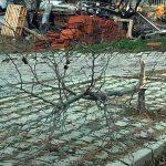 Isparta'da ağaçlara zarar veren kişiye suç duyurusu