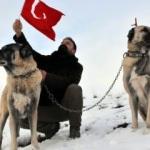 Avrupa ülkesinin tek umudu Türk kangalı!