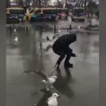 Martıların simidine g&ouml;z koyan adam!