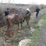 Şanlıurfa'da tahliye kanalına düşen inek kurtarıldı