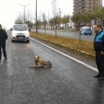 Zabıta ekipleri, yaralı köpek için yolu trafiğe kapattı