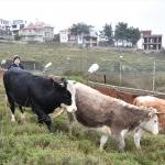 U&ccedil;urumdan yuvarlanan "Paşa"yı Sahil G&uuml;venlik kurtardı