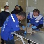 Hakkari'de yaralı köpek tedaviye alındı