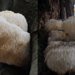 Aslan yelesi mantarın faydaları nelerdir? Hangi hastalıklara iyi gelir?