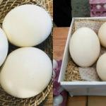 Deve kuşu yumurtasının faydaları nelerdir? Hangi hastalıklara iyi gelir?