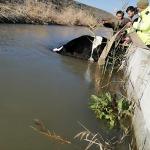 Su kanalına düşen ineği itfaiye kurtardı