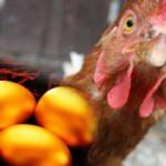 Bursalı bir vatandaş Brezilya'dan altın yumurtlayan tavuk getirdi