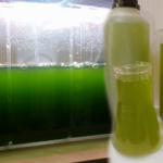 Fitoplankton nedir? Fitoplankon nerede bulunur ve faydaları nelerdir?