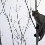 Kırklareli'de yaban kedisi görüntülendi