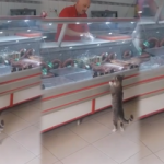 Kedi Yeşim'den üzücü haber!