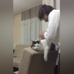 Sahibi ile konuşan kedi!