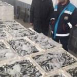 Samsun'da "boy yasağı"na uymayan balıkçılara ceza