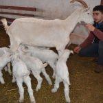 "Saanen ırkı" keçiler, doğurganlıklarıyla mutlu ediyor