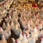 Tavuk eti üretimi Ağustos’ta azaldı