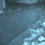 Sokak köpeklerinin kedievine saldırısı kamerada