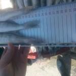 Konya'da boy limiti altı balık satışına ceza