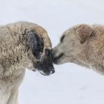 Kar yağışı ve soğuk hava hayvanları da etkiliyor