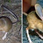 Kanguru faresi mi, Arap tavşanı mı?