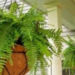 Aşk Merdiveni (Nephrolepis) çiçeği bakımı nasıl olmalıdır?