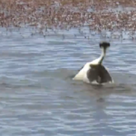 Batağan kuşlarının 'Kur dansı'