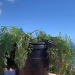 Solmuş bitkiye tek seferde bolca s&uuml;r verdi! İzlenme rekoru kırdı