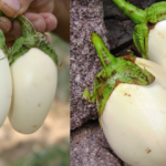 Yumurta çiçeğinin (beyaz patlıcan) faydaları neledir? Kanseri önlediği kanıtlandı!