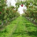"Türkiye elma üretiminde dünyada üçüncü sırada"