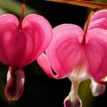 Ağlayan kalpler çiçeği bakımı ve özellikleri