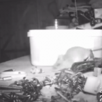 Etrafı toplayan fare sosyal medyayı yıktı!