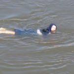 Fotoğraf çektirirken Meriç Nehri'ne düşen kadın kurtarıldı