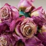 Gül kurutma yöntemleri ve püf noktaları