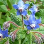 Hodan otu nerede bulunur? Hodan otunun faydaları neledir? Hodan otu nasıl tüketilir?