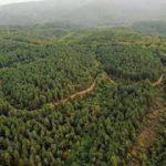 Türkiye'nin orman varlığı 22,6 milyon hektarı geçti