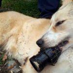 Afacan köpek, ağzına sıkışan borudan böyle kurtarıldı