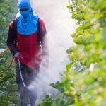 Pestisit nedir ve zararları nelerdir? Pestisit hangi besinlerde bulunur?