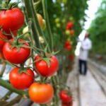 Rusya, Türk domatesinin kotasını artırmayı planlıyor