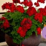 Sardunya nasıl bakılır?