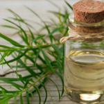 Çay ağacı yağı nedir? Çay ağacı yağının faydaları nelerdir?