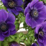 Anemon bitkisi nerede ve nasıl yetiştirilir?