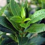 Defne ağacı nasıl yetiştirilir ve çoğaltılır?