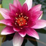 Evde Lotus (nilüfer) çiçeği nasıl bakılır?