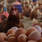 Tavuk yumurtası üretimi Şubat'ta 1.6 milyar adete çıktı