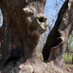 1200 yıllık çınar 'anıt ağaç' olarak tescillendi