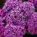 Civanperçemi çiçeği nasıl bakılır?